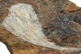 Fossil Ginkgo Leaf From North Dakota - Paleocene #234568-1